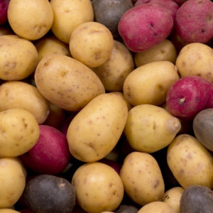 Small baby potatoes in farmers market. Selective focus used.