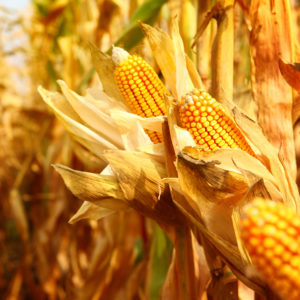 Closeup of fully ripe corn cobs ready to be harvested. Leaves are dry and bent outwards. There are many corn plants in background, blurry.