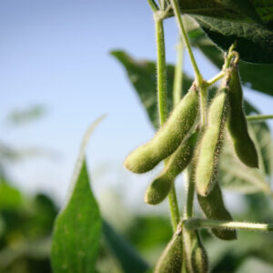 Soybean pods and leaves