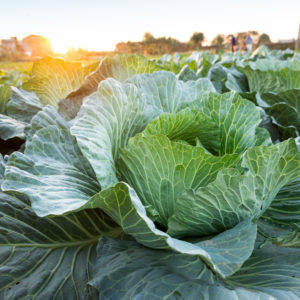 cabbage grow in the field