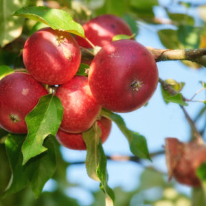 Apple-picking has never looked so enticing - a really healthy and tempting treat.
