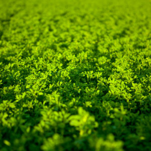 green field with alfalfa