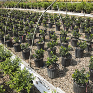 Landscaping Plants at Nursery
