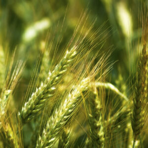 Barley in the field, closeup.