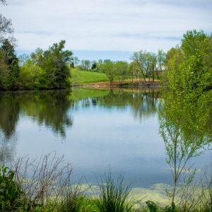 Gorgeous pond on a farm.