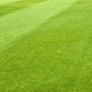 Green grass.