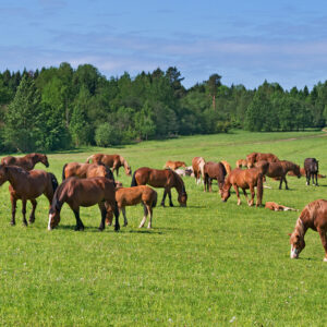 Grass Pastures