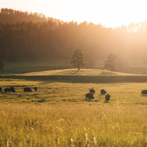Rangeland